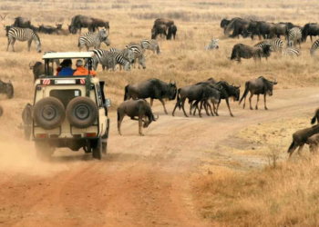 Exploring Tanzania’s Vast Beauty: The Convenience of Self-Drive Excursions