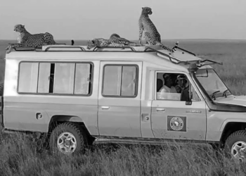 Unveiling the Importance of a Quality Safari Jeep: Your Gateway to an Unforgettable Tanzania Safari