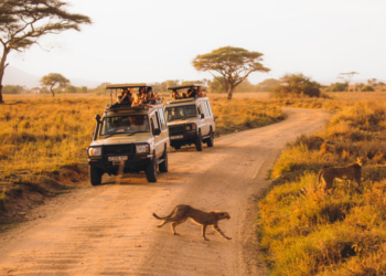 5 Essential Tips for a Memorable Adventure in Tanzania
