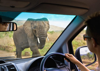 Navigating Tanzania: A Quick Guide to Self-Driving Safaris