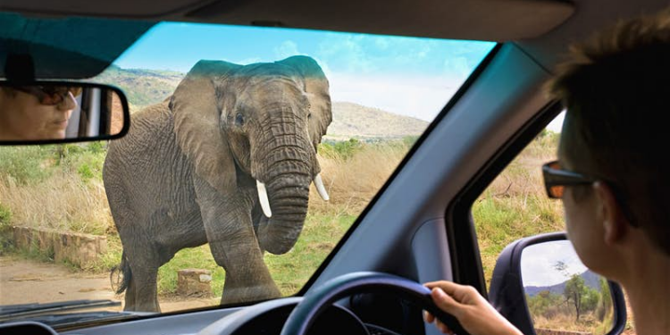 Navigating Tanzania: A Quick Guide to Self-Driving Safaris