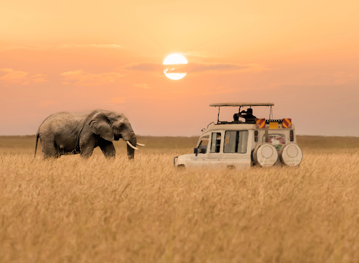 Safari Adventure in Tanzania
