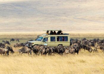 Discovering Tanzania: Top Road Trips for Adventure Seekers