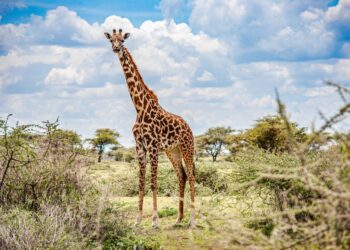 Best Picnic and Camping Spots for a Car Trip in Tanzania