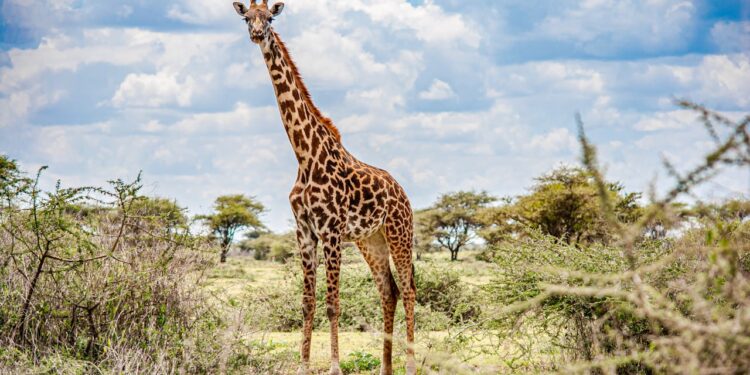 Best Picnic and Camping Spots for a Car Trip in Tanzania
